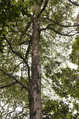 Tristaniopsis collina