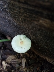 Leucocoprinus flavescens