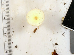 Leucocoprinus flavescens