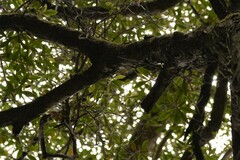 Tristaniopsis collina