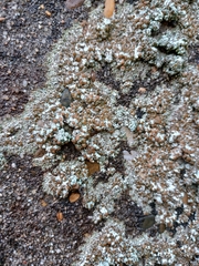Lecanora campestris