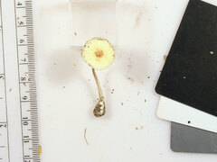 Leucocoprinus flavescens