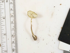 Leucocoprinus flavescens