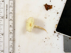 Leucocoprinus flavescens