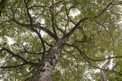 Tristaniopsis collina