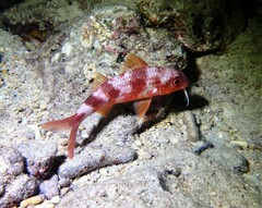 Parupeneus multifasciatus