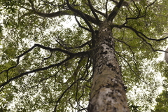 Tristaniopsis collina