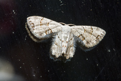 Epipleminae