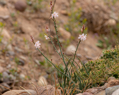 Asphodelus fistulosus