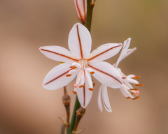 Asphodelus fistulosus