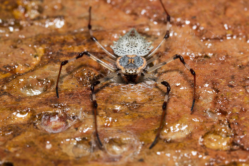 Photo of Ornamental Tree Trunk Spider (Herennia multipuncta)