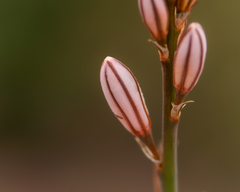 Asphodelus fistulosus
