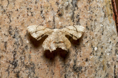 Calledapteryx dryopterata