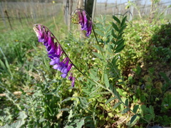 Vicia villosa villosa