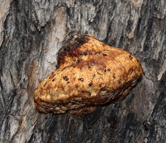 Hexagonia vesparia