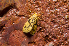 Miltochrista conjunctana