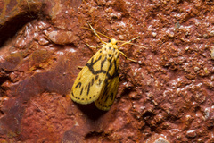 Miltochrista conjunctana