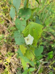 Ipomoea obscura