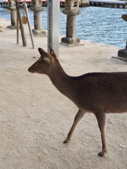 Cervus nippon centralis