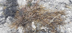 Phyllospora comosa