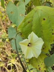 Ipomoea obscura