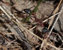 Myrmecia nigriceps