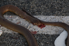 Pseudechis australis