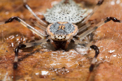 Herennia multipuncta