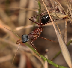 Myrmecia nigriceps
