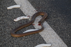 Pseudechis australis