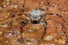 Herennia multipuncta