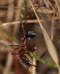 Myrmecia nigriceps