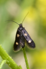 Parascythris muelleri