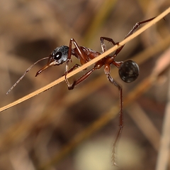 Myrmecia nigriceps