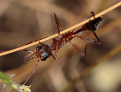 Myrmecia nigriceps