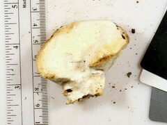 Pseudospongipellis delectans