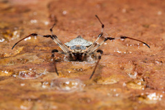 Herennia multipuncta