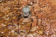 Herennia multipuncta