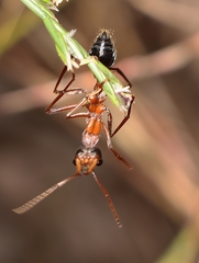Myrmecia nigriceps