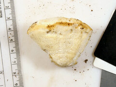 Pseudospongipellis delectans