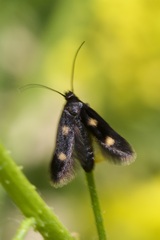 Parascythris muelleri