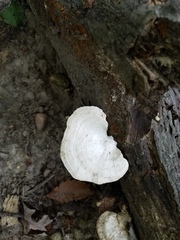 Pseudospongipellis delectans