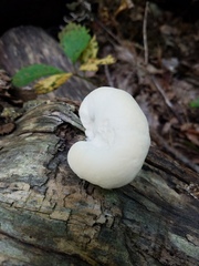 Pseudospongipellis delectans