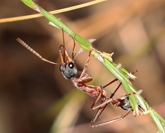 Myrmecia nigriceps