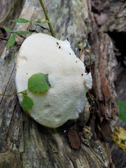 Pseudospongipellis delectans