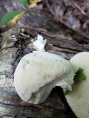 Pseudospongipellis delectans