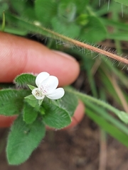 Justicia anagalloides