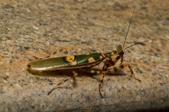 Creobroter gemmatus
