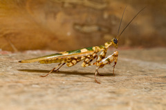 Creobroter gemmatus