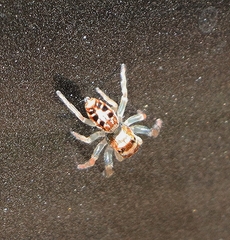 Opisthoncus sexmaculatus